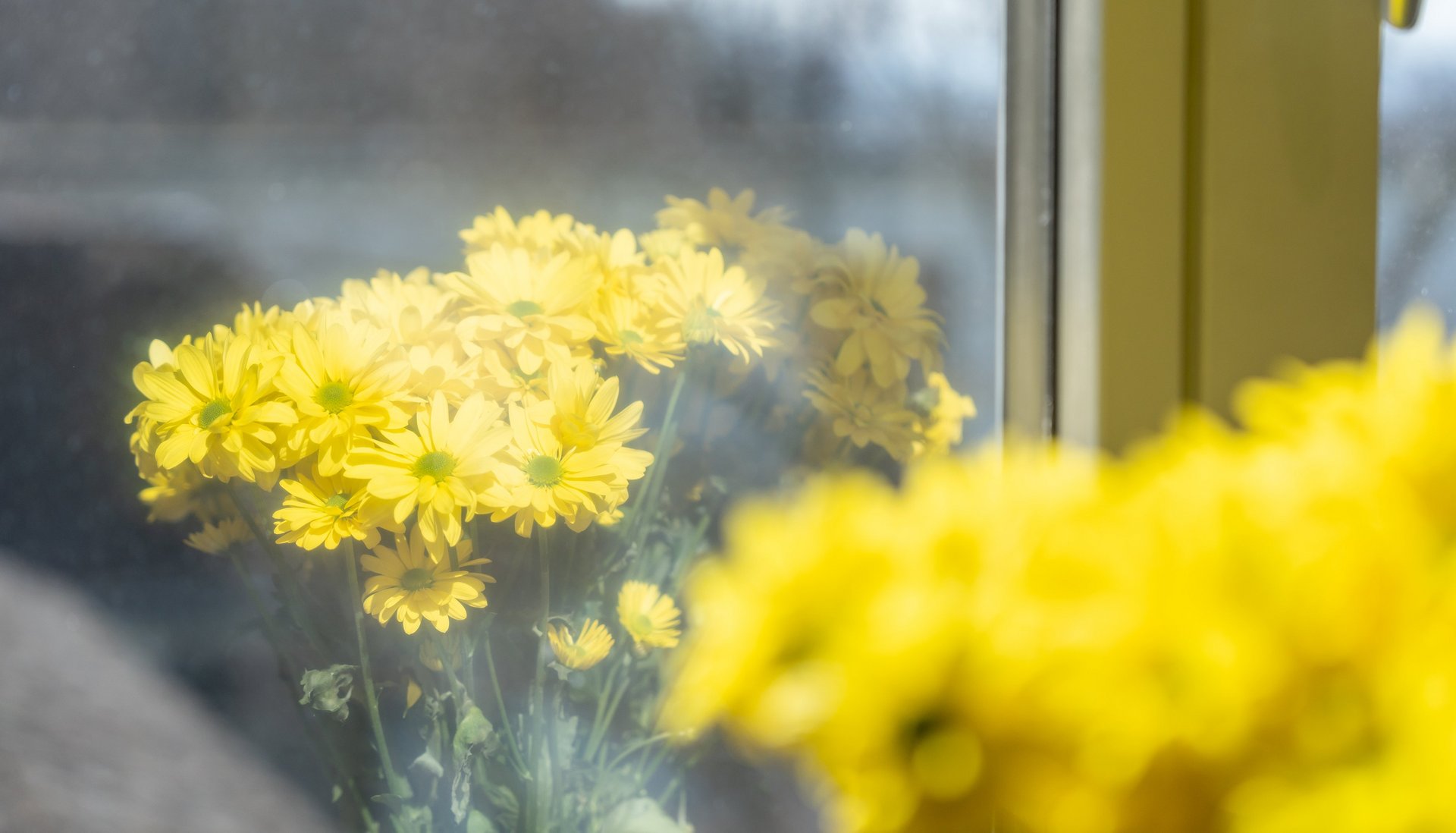 Klinik Susenberg: gelbe Blumen